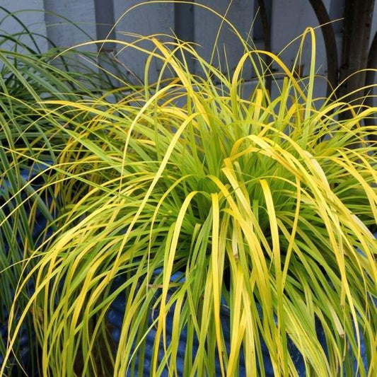 G0167 Grass, Carex Oshimensis 'everillo' - View 14 from www redcrocus com