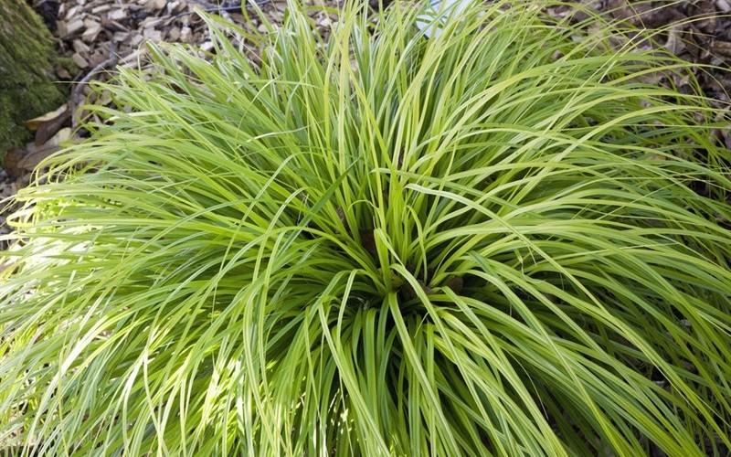 G0167 Grass, Carex Oshimensis 'everillo' - View 16 from www redcrocus com