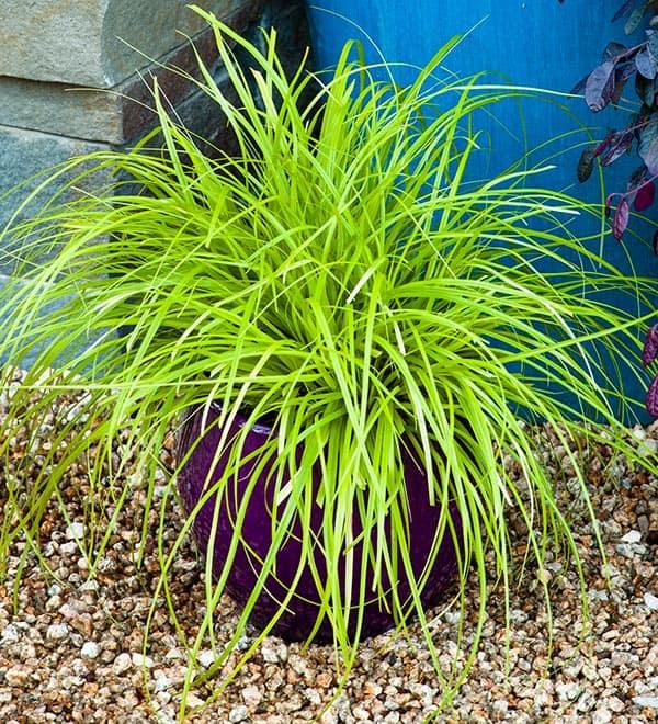 G0167 Grass, Carex Oshimensis 'everillo' - View 18 from www redcrocus com