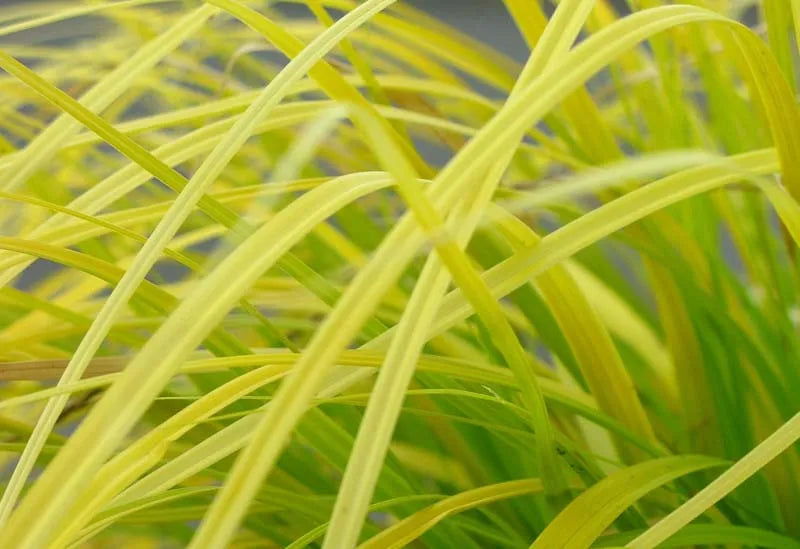 G0167 Grass, Carex Oshimensis 'everillo' - View 19 from www redcrocus com