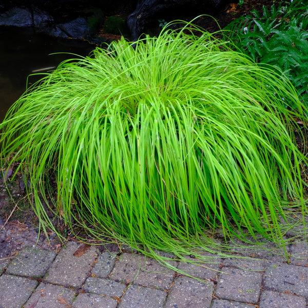 G0167 Grass, Carex Oshimensis 'everillo' - View 1 from www redcrocus com