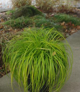 G0167 Grass, Carex Oshimensis 'everillo' - View 21 from www redcrocus com