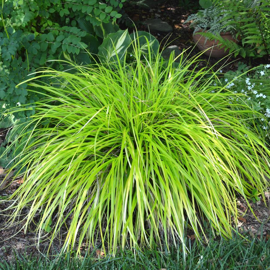G0167 Grass, Carex Oshimensis 'everillo' - View 22 from www redcrocus com