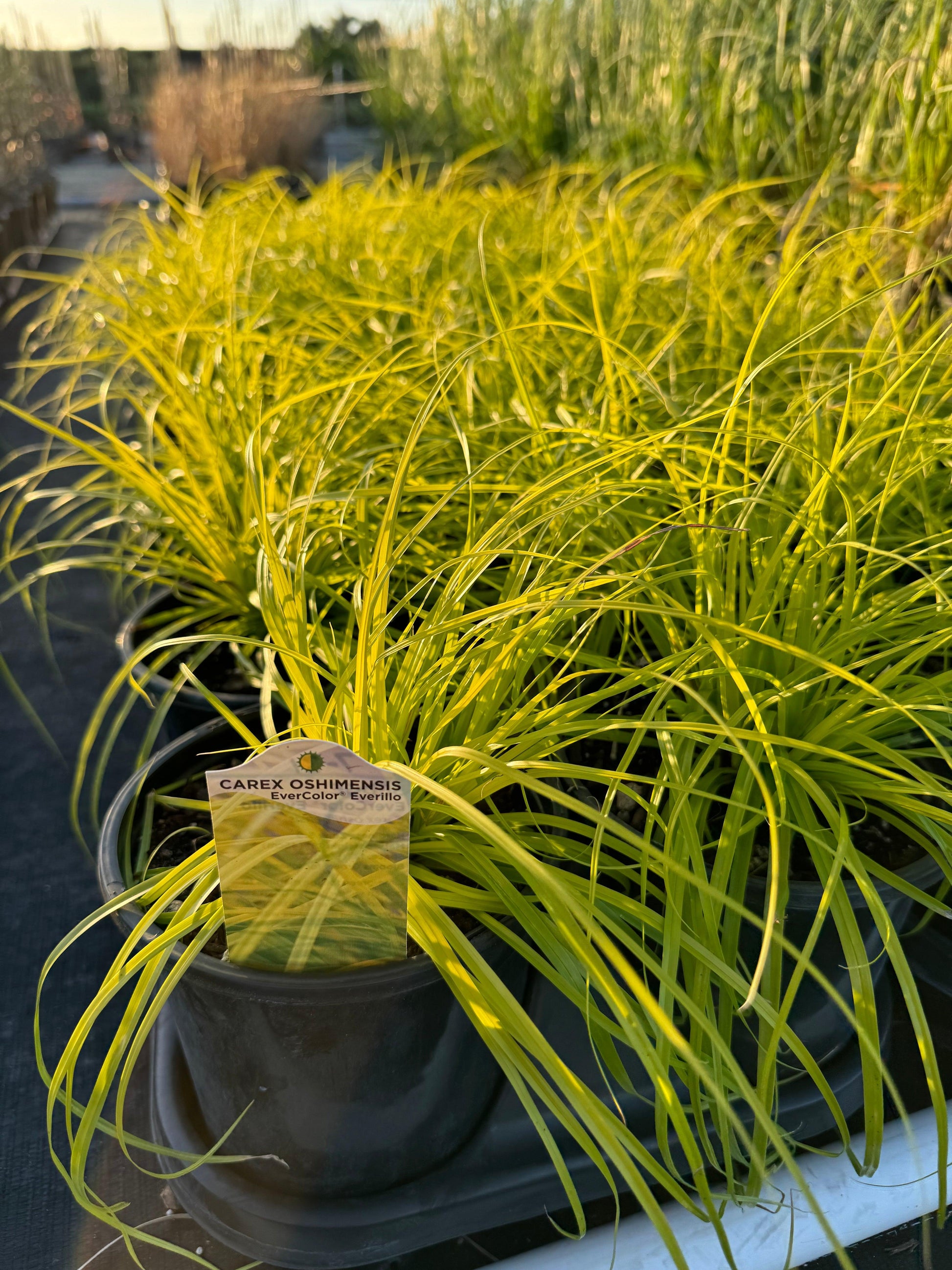 G0167 Grass, Carex Oshimensis 'everillo' - View 23 from www redcrocus com