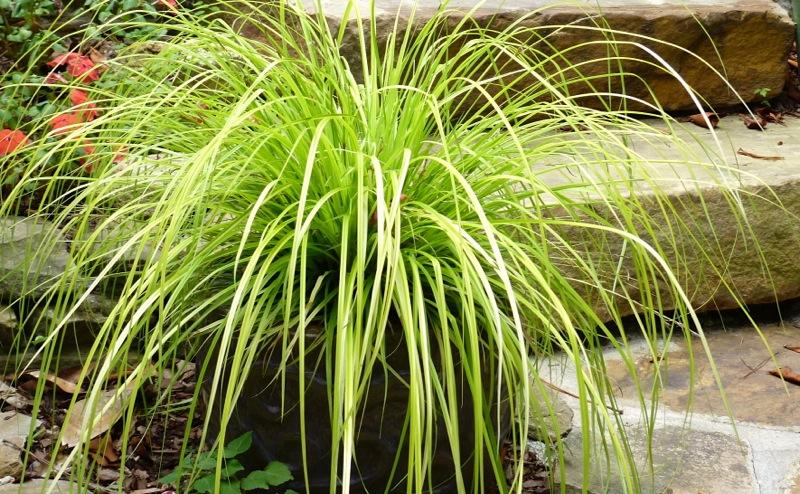 G0167 Grass, Carex Oshimensis 'everillo' - View 24 from www redcrocus com