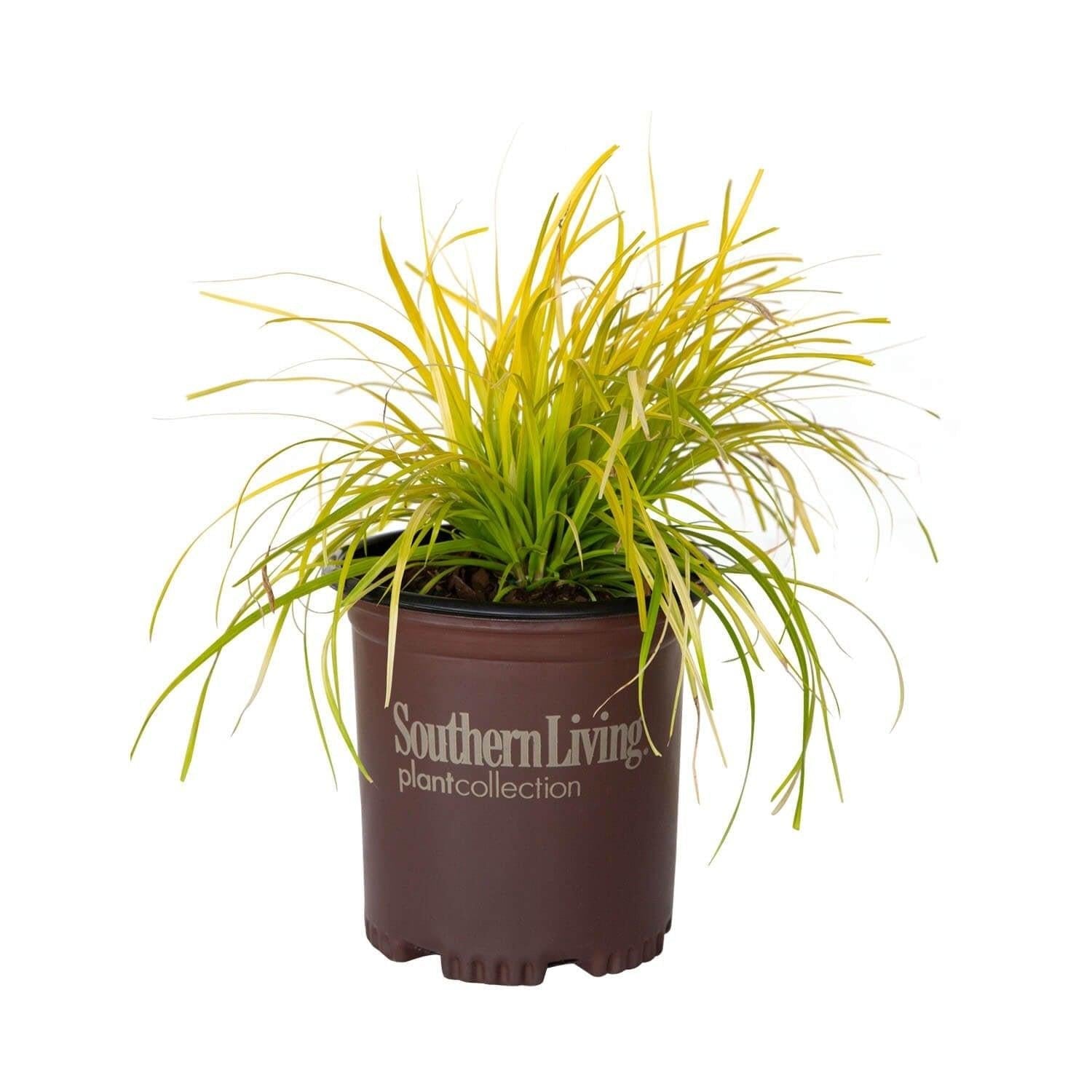 G0167 Grass, Carex Oshimensis 'everillo' - View 25 from www redcrocus com