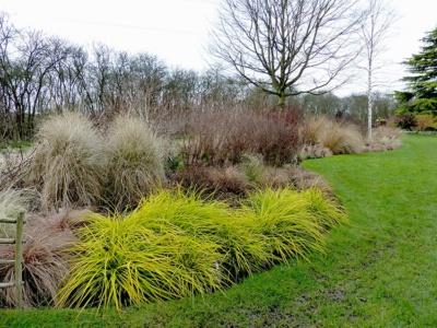 G0167 Grass, Carex Oshimensis 'everillo' - View 26 from www redcrocus com