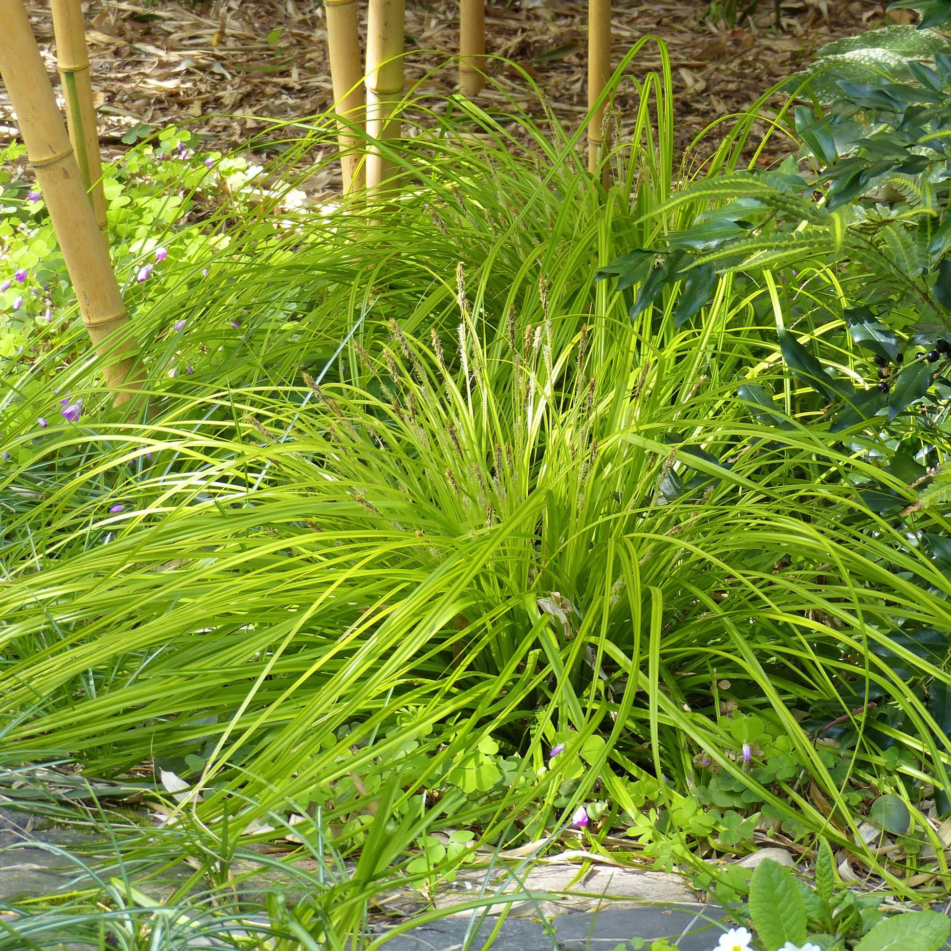 G0167 Grass, Carex Oshimensis 'everillo' - View 27 from www redcrocus com