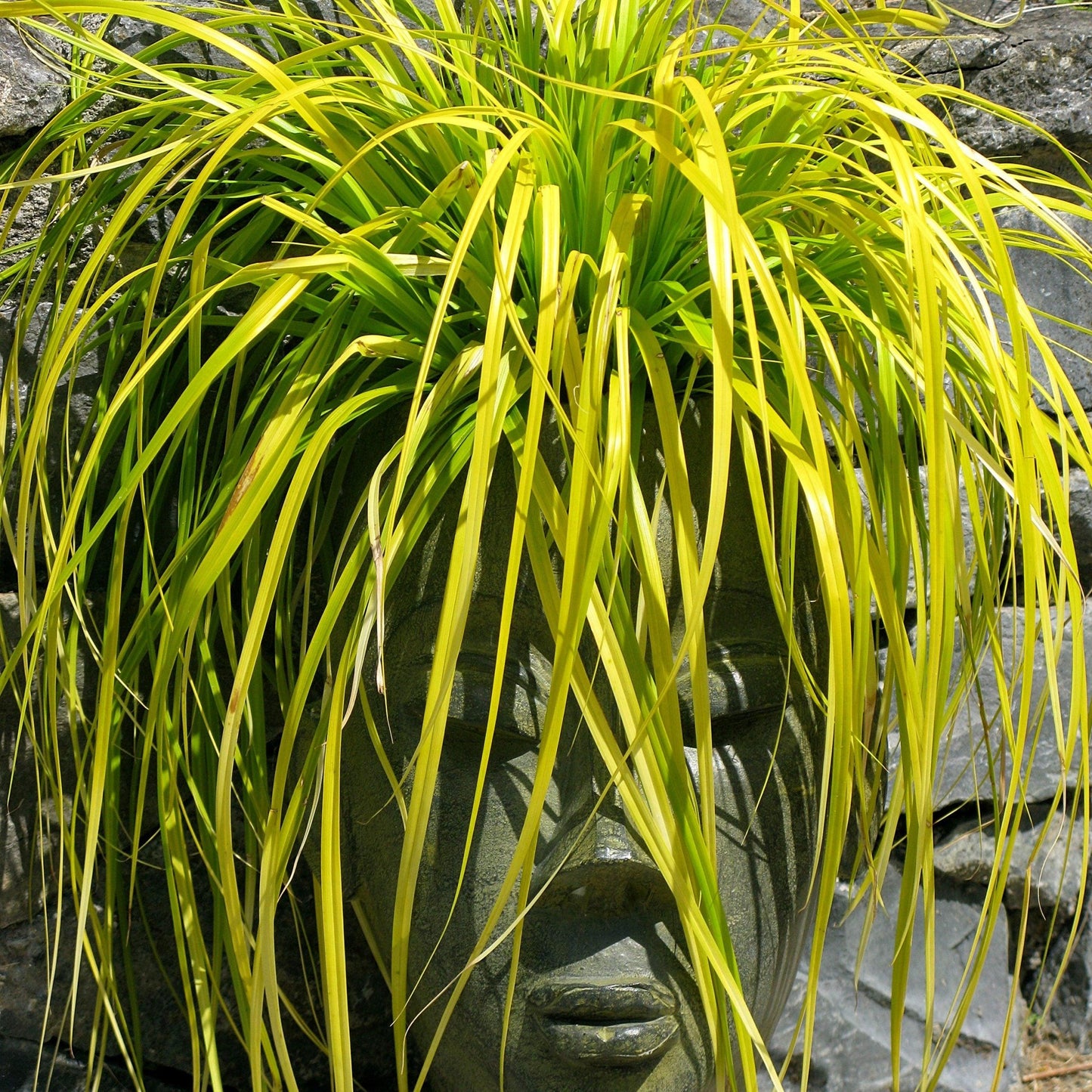 G0167 Grass, Carex Oshimensis 'everillo' - View 28 from www redcrocus com