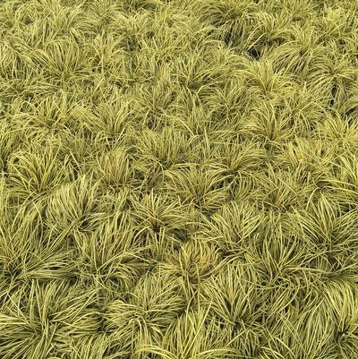 G0167 Grass, Carex Oshimensis 'everillo' - View 29 from www redcrocus com