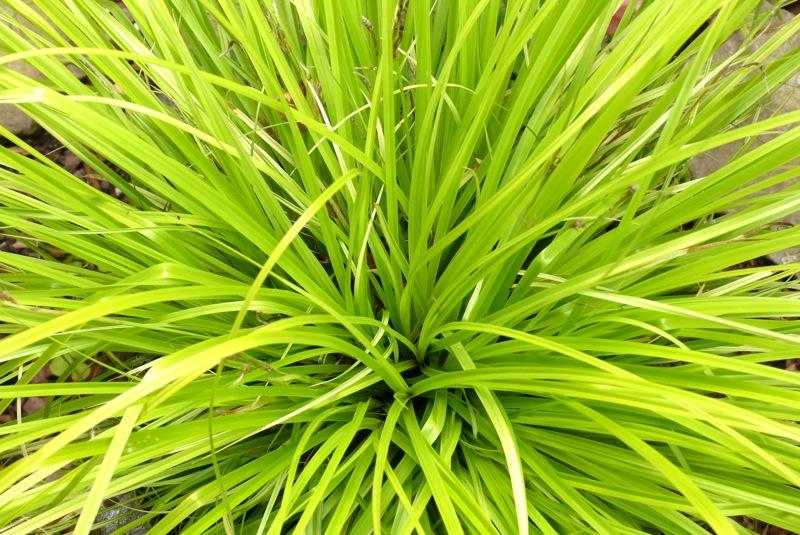 G0167 Grass, Carex Oshimensis 'everillo' - View 2 from www redcrocus com