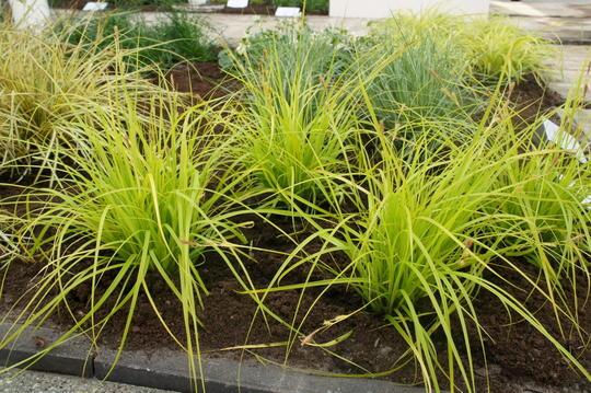 G0167 Grass, Carex Oshimensis 'everillo' - View 31 from www redcrocus com