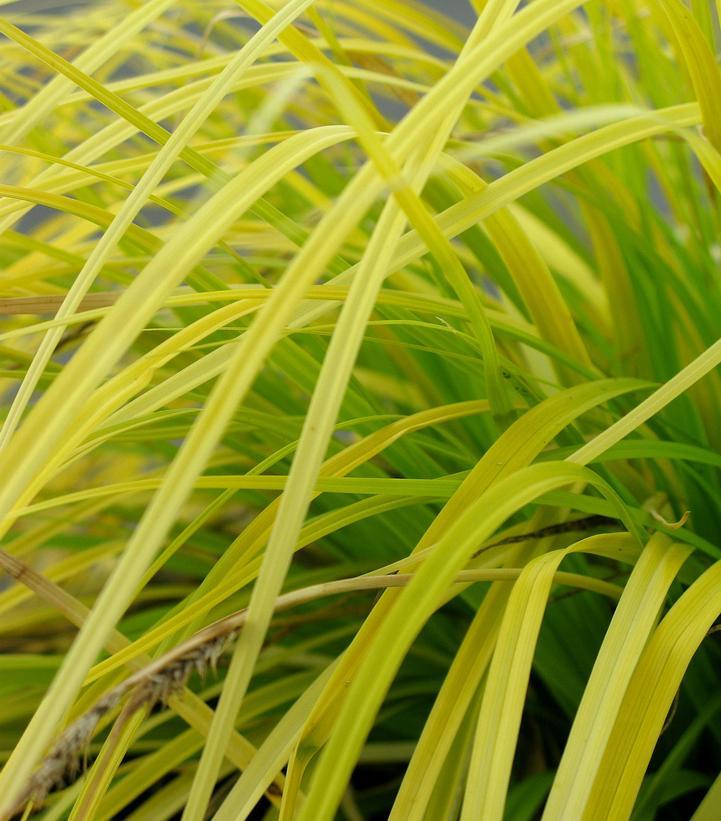 G0167 Grass, Carex Oshimensis 'everillo' - View 33 from www redcrocus com