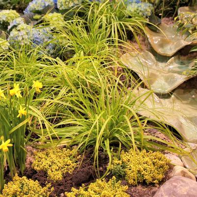 G0167 Grass, Carex Oshimensis 'everillo' - View 34 from www redcrocus com
