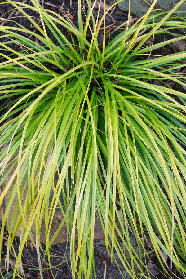 G0167 Grass, Carex Oshimensis 'everillo' - View 3 from www redcrocus com