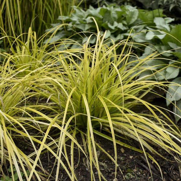 G0167 Grass, Carex Oshimensis 'everillo' - View 5 from www redcrocus com