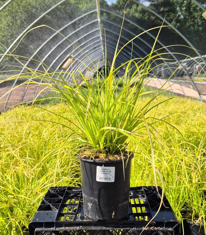 G0167 Grass, Carex Oshimensis 'everillo' - View 6 from www redcrocus com