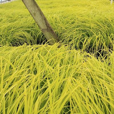G0167 Grass, Carex Oshimensis 'everillo' - View 7 from www redcrocus com