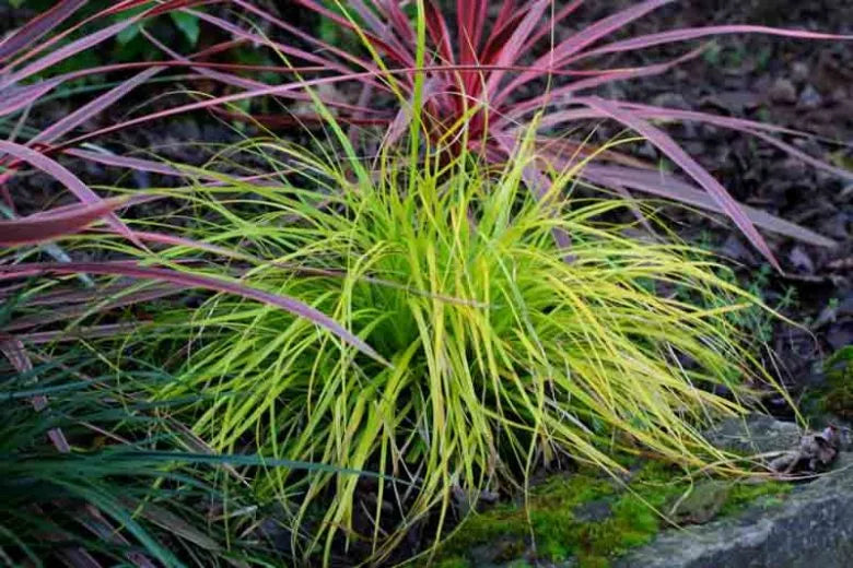 G0167 Grass, Carex Oshimensis 'everillo' - View 9 from www redcrocus com
