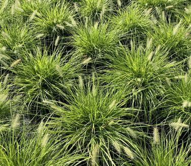 G0170 Grass, Pennisetum Alopecuroides 'lumen Gold' - View 11 from www redcrocus com
