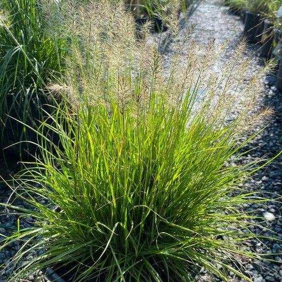 G0170 Grass, Pennisetum Alopecuroides 'lumen Gold' - View 14 from www redcrocus com