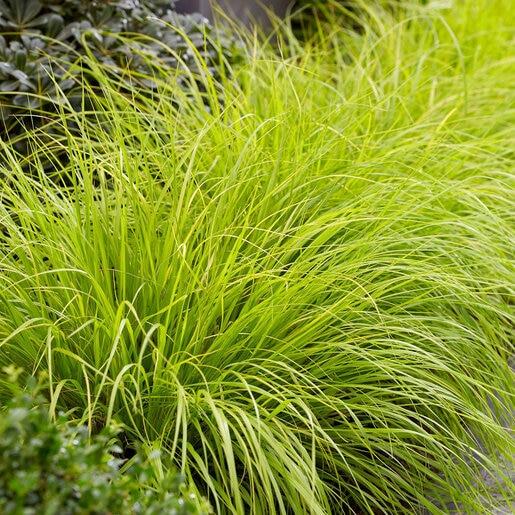 G0170 Grass, Pennisetum Alopecuroides 'lumen Gold' - View 15 from www redcrocus com