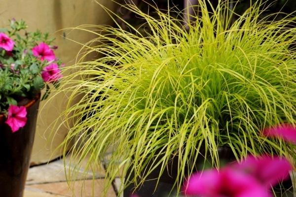 G0170 Grass, Pennisetum Alopecuroides 'lumen Gold' - View 17 from www redcrocus com