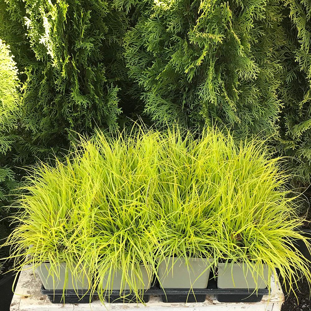 G0170 Grass, Pennisetum Alopecuroides 'lumen Gold' - View 19 from www redcrocus com