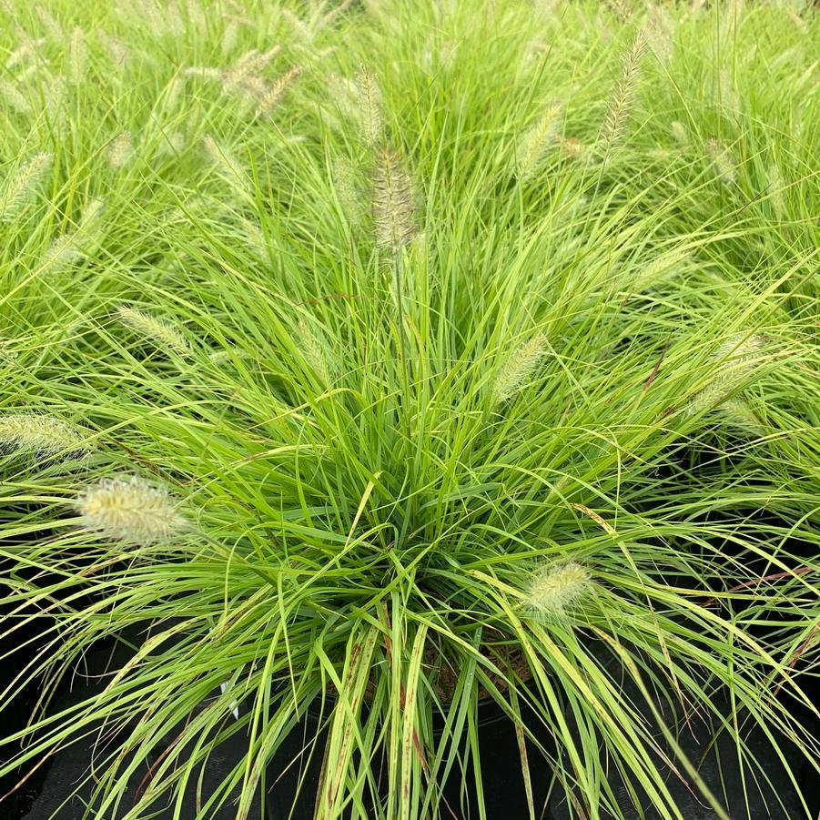G0170 Grass, Pennisetum Alopecuroides 'lumen Gold' - View 1 from www redcrocus com