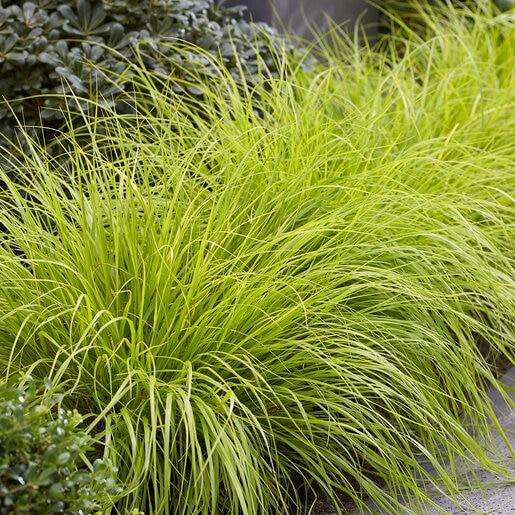 G0170 Grass, Pennisetum Alopecuroides 'lumen Gold' - View 20 from www redcrocus com