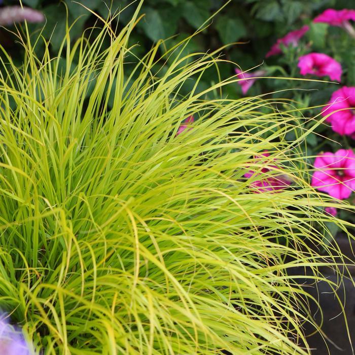 G0170 Grass, Pennisetum Alopecuroides 'lumen Gold' - View 23 from www redcrocus com