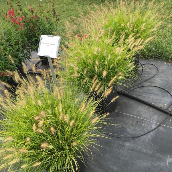 G0170 Grass, Pennisetum Alopecuroides 'lumen Gold' - View 24 from www redcrocus com