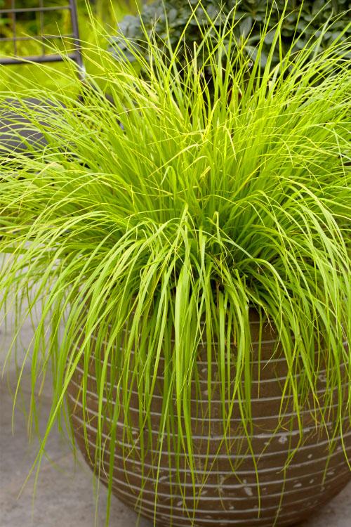 G0170 Grass, Pennisetum Alopecuroides 'lumen Gold' - View 25 from www redcrocus com