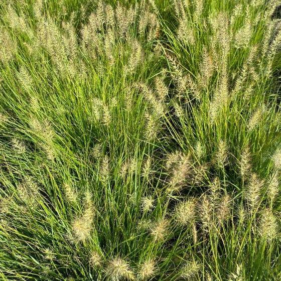 G0170 Grass, Pennisetum Alopecuroides 'lumen Gold' - View 26 from www redcrocus com