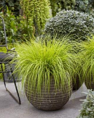 G0170 Grass, Pennisetum Alopecuroides 'lumen Gold' - View 27 from www redcrocus com