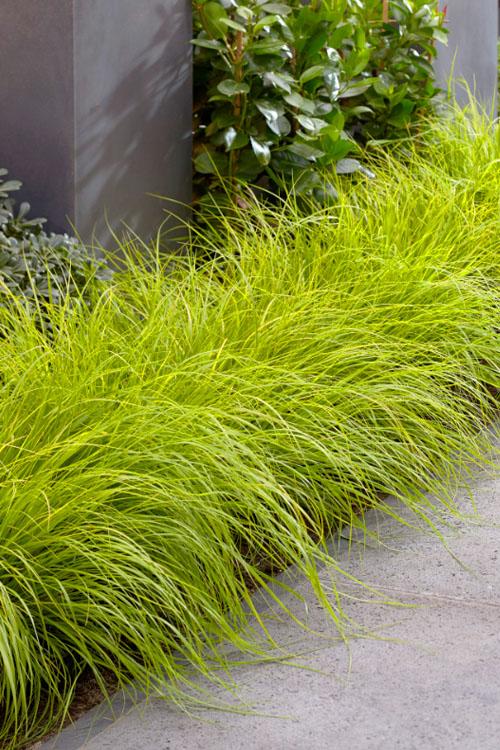 G0170 Grass, Pennisetum Alopecuroides 'lumen Gold' - View 2 from www redcrocus com