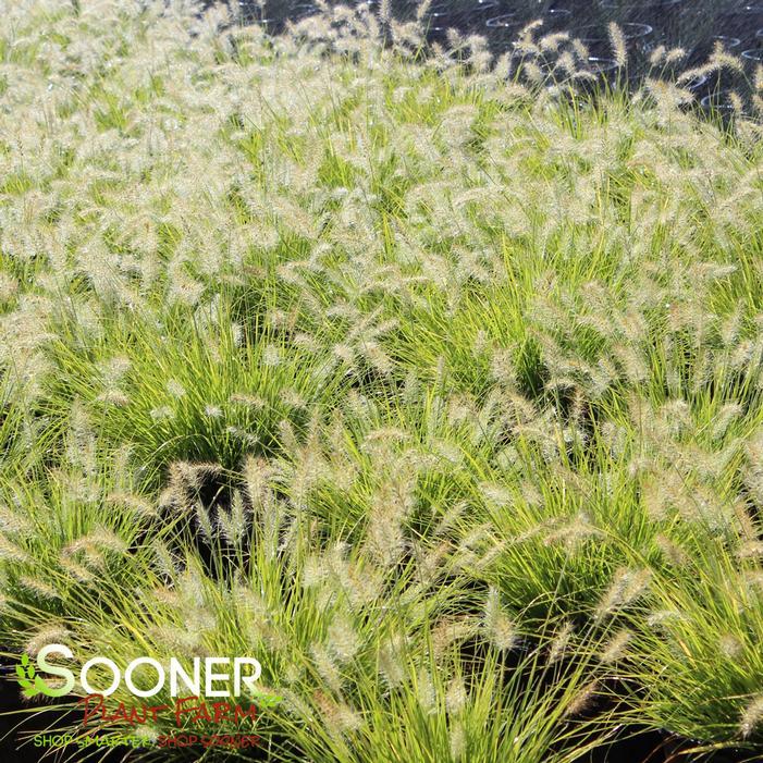 G0170 Grass, Pennisetum Alopecuroides 'lumen Gold' - View 3 from www redcrocus com
