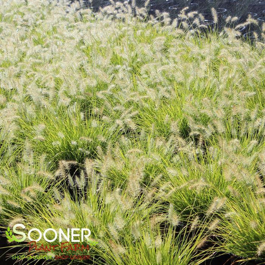 G0170 Grass, Pennisetum Alopecuroides 'lumen Gold' - View 3 from www redcrocus com