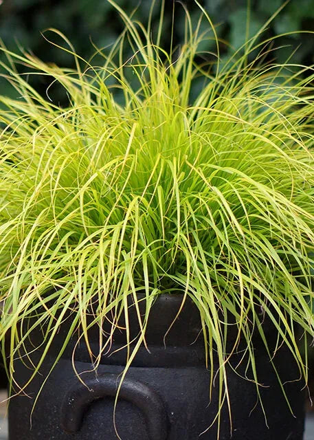 G0170 Grass, Pennisetum Alopecuroides 'lumen Gold' - View 4 from www redcrocus com
