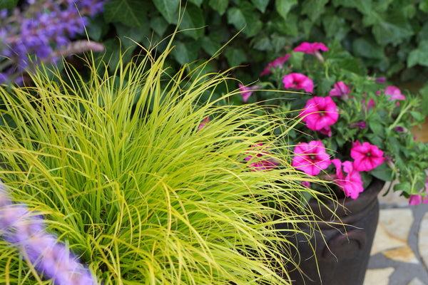 G0170 Grass, Pennisetum Alopecuroides 'lumen Gold' - View 5 from www redcrocus com