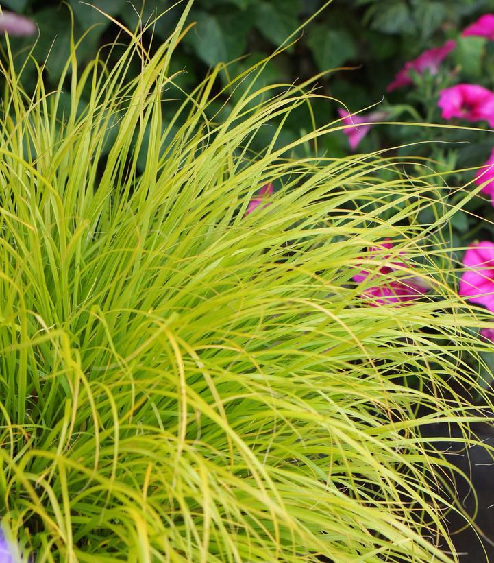 G0170 Grass, Pennisetum Alopecuroides 'lumen Gold' - View 6 from www redcrocus com