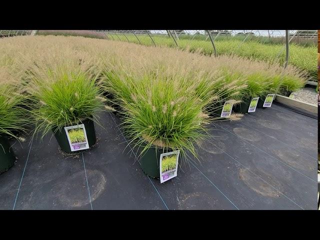 G0170 Grass, Pennisetum Alopecuroides 'lumen Gold' - View 7 from www redcrocus com