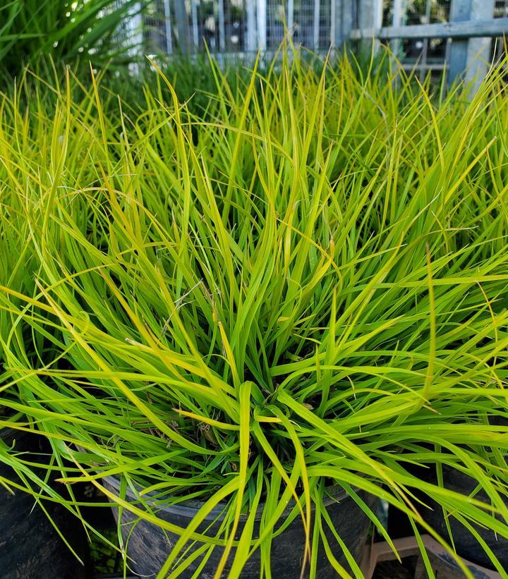 G0170 Grass, Pennisetum Alopecuroides 'lumen Gold' - View 9 from www redcrocus com