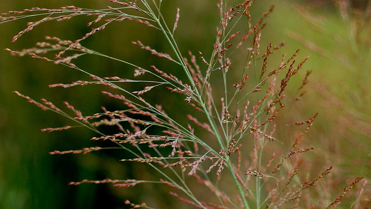 G0181 Grass, Panicum Virgatum 'dallas Blues' - View 11 from www redcrocus com