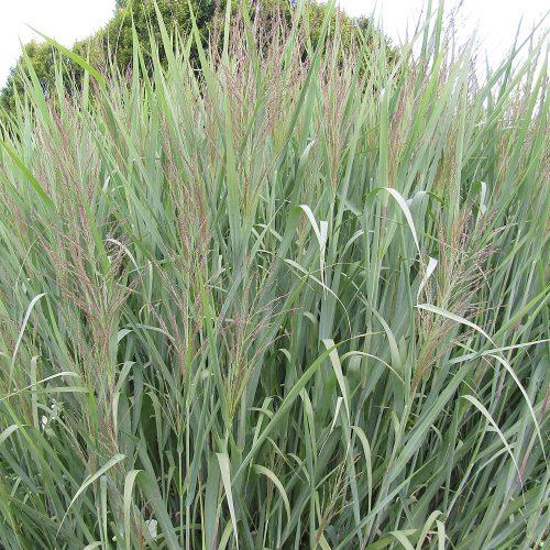 G0181 Grass, Panicum Virgatum 'dallas Blues' - View 15 from www redcrocus com