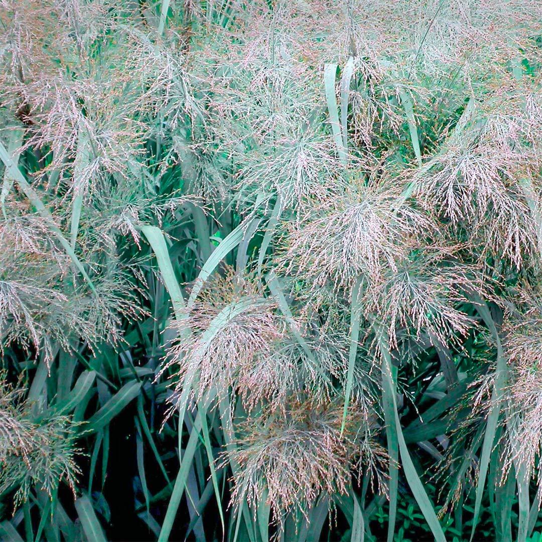 G0181 Grass, Panicum Virgatum 'dallas Blues' - View 18 from www redcrocus com