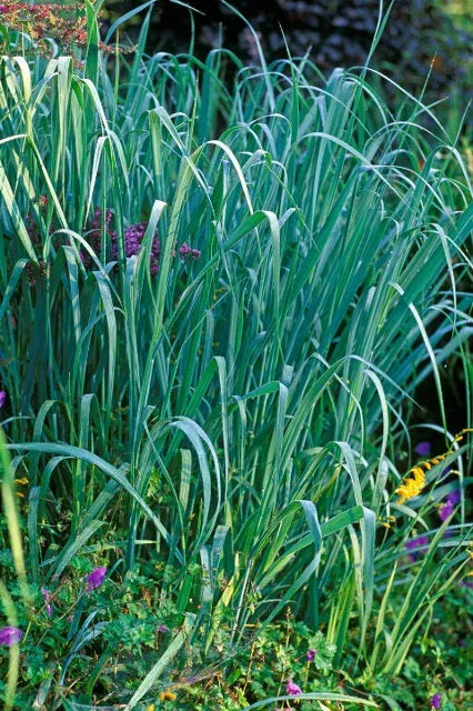 G0181 Grass, Panicum Virgatum 'dallas Blues' - View 1 from www redcrocus com