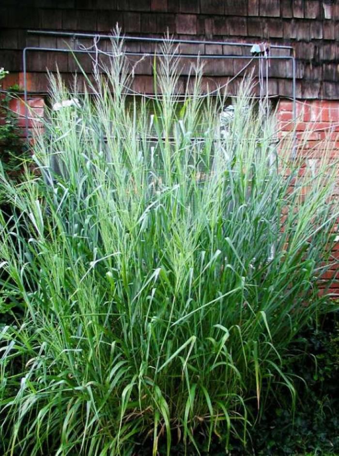 G0181 Grass, Panicum Virgatum 'dallas Blues' - View 25 from www redcrocus com