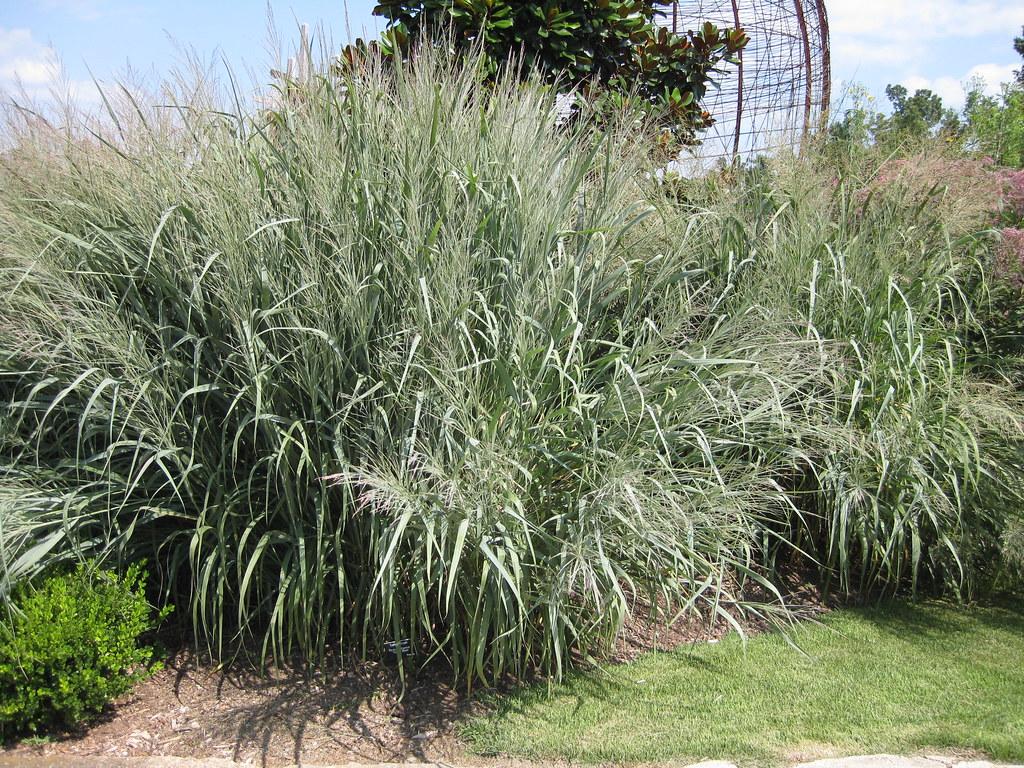 G0181 Grass, Panicum Virgatum 'dallas Blues' - View 29 from www redcrocus com