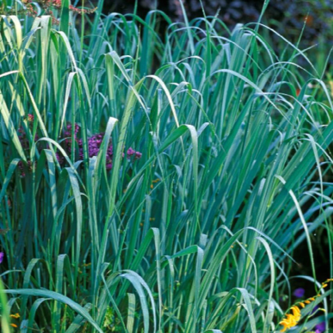 G0181 Grass, Panicum Virgatum 'dallas Blues' - View 29 from www redcrocus com